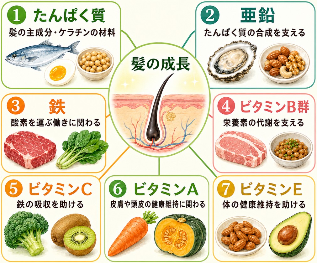 髪の成長を支えるたんぱく質、亜鉛、鉄、ビタミン類の関係を示した図解