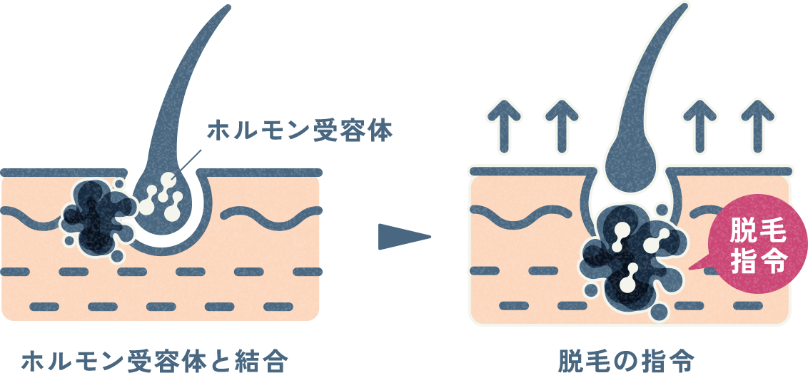 ホルモン受容体とDHTが結合している様子