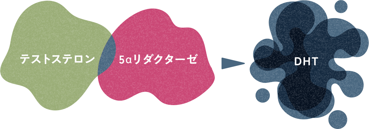 テストステロンと5αリダクターゼが結合してDHTが生成されてる様子